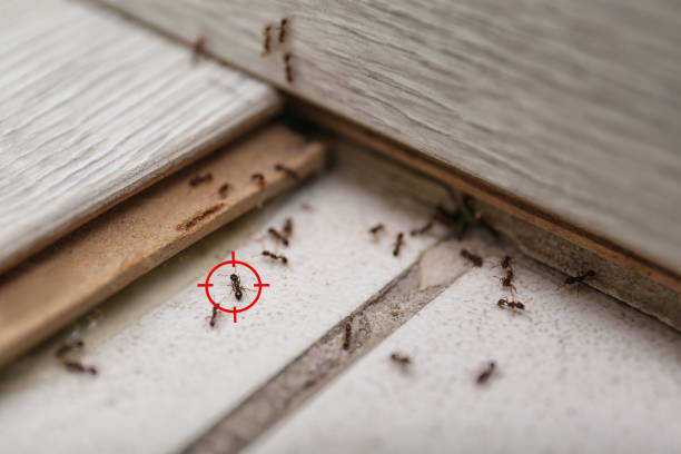 Best Termite Control Services  in Danville, CA