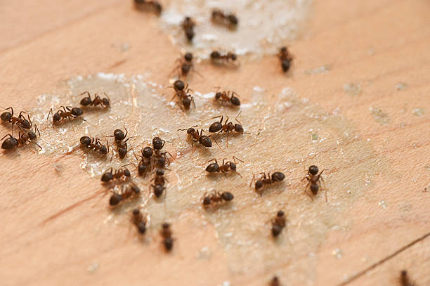 Pest Control Cost in Danville, CA