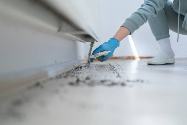 Best Pest Removal Services  in Danville, CA